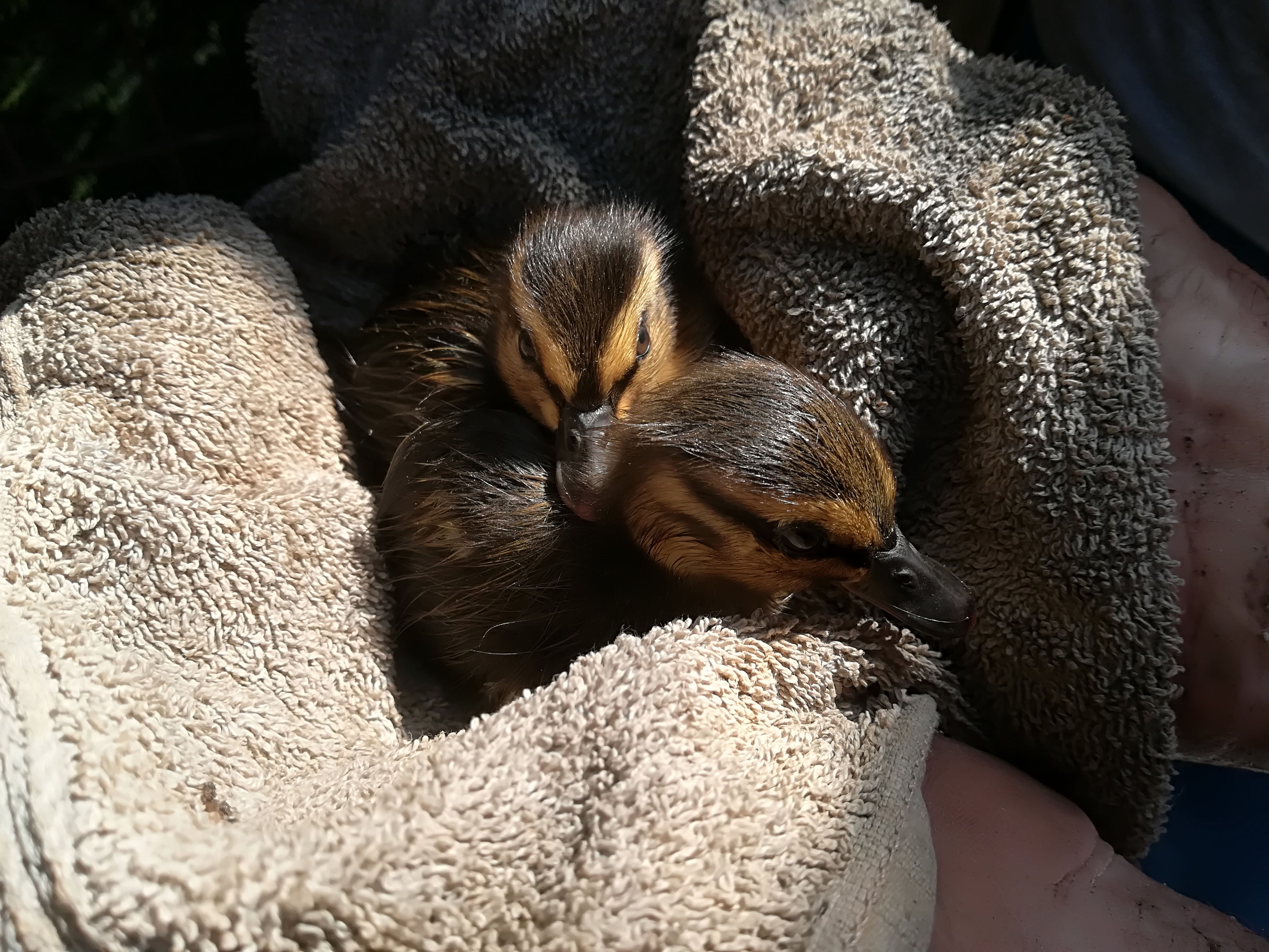 Tierrettung