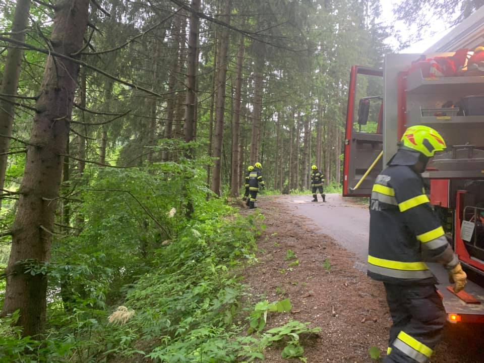 Baum auf der B113