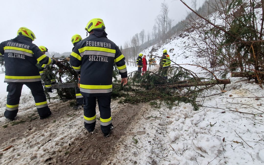 Baum über Strasse